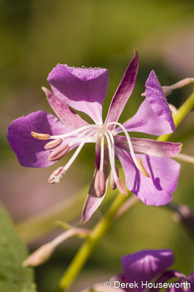 Fireweed