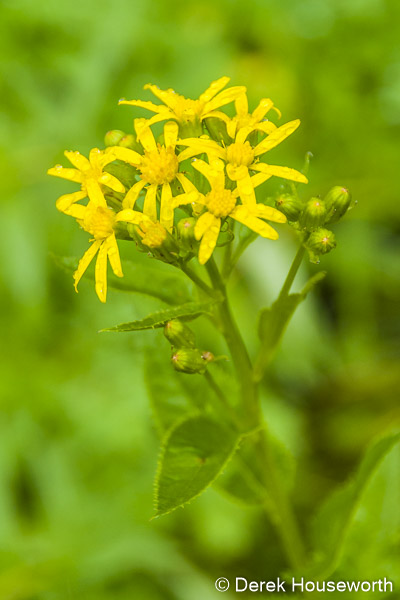 Arnica