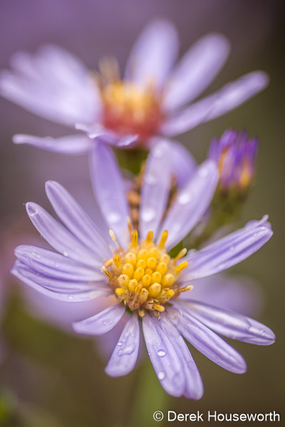 Smooth Blue Aster