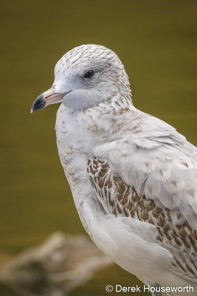 Glaucous Gull