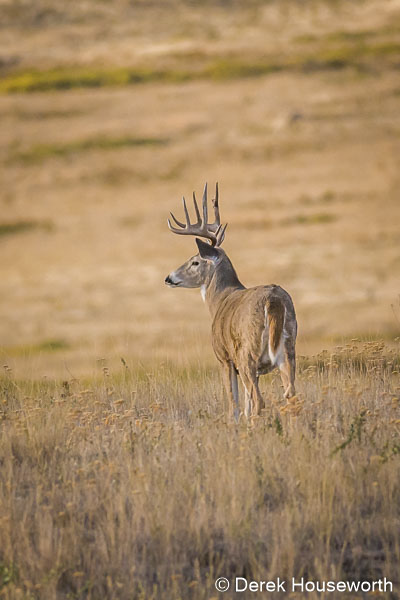 White-tailed Buck