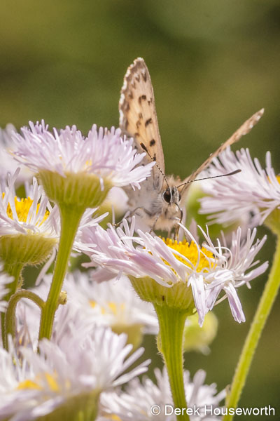 Echo Azure Butterfly