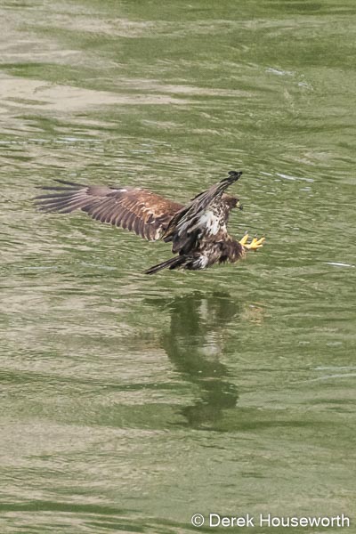 Juvenile Bald Eagle