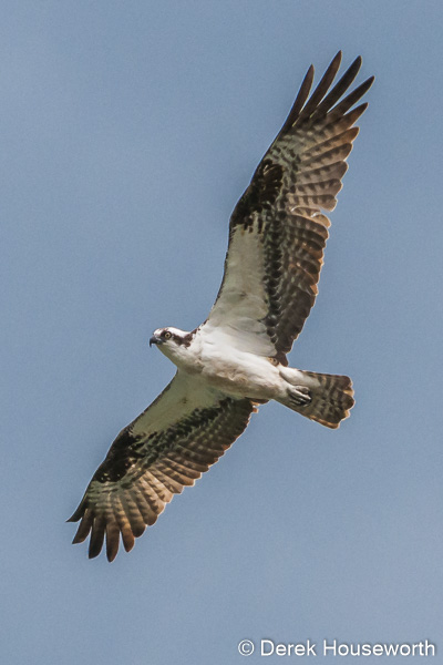 Osprey