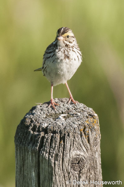 Song Sparrow