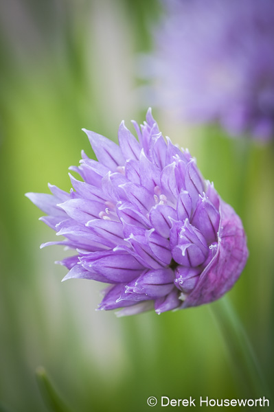 Chives