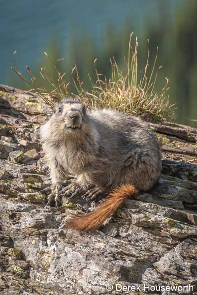 Hoary Marmot