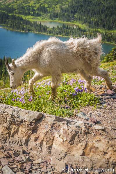Mountain Goat Kid